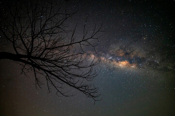 Wall Mural - milky way with stars,silhouette branches tree in africa with milky way.dry tree silhouetted against 