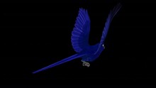 Indigo Macaw - Parrot Bird - Flying Loop - Back Angle View Close Up - 3D Animation With Alpha Channel Isolated On Transparent Background