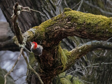 Red Bellied Woodpecker Underneath Mossy Tree