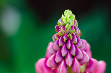 Sticker - Fragrant flowers of lupine in the fresh air in the summer