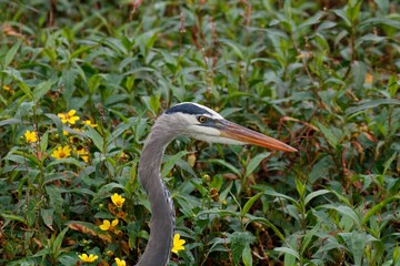 Poster - great blue heron