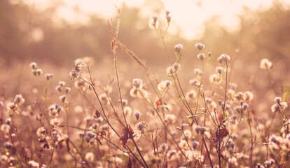 Wall Mural - grass at sunrise