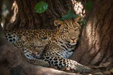 A Leopard Laying On The Ground In Front Of A Tree With Its Head Down And Eyes Closed As If It Is Looking At Something