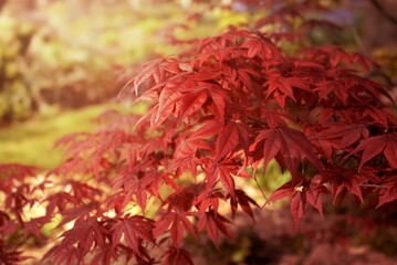 Wall Mural - cluseup on beautiful red leaf of a japanese maple tree in a garden - autumnal colors
