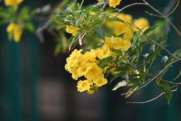 Wall Mural - The Flower of Tecoma stans is a species of flowering perennial shrub in the trumpet vine family, Bignoniaceae