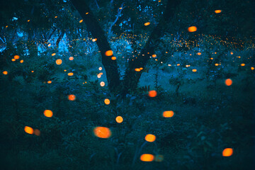 Wall Mural - Bokeh light of firefly in forest at dusk in Thailand