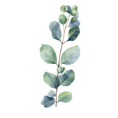 Wall Mural - Eucalyptus leaves watercolor hand-drawn white background