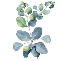 Wall Mural - Eucalyptus leaves watercolor hand-drawn white background