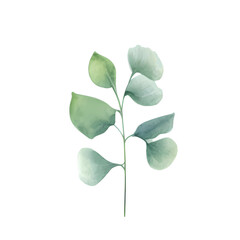 Poster - Eucalyptus leaves watercolor hand-drawn white background