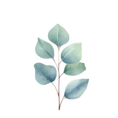 Wall Mural - Eucalyptus leaves watercolor hand-drawn white background