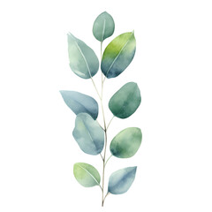 Wall Mural - Eucalyptus leaves watercolor hand-drawn white background