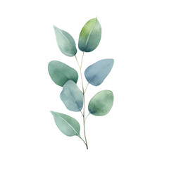 Wall Mural - Eucalyptus leaves watercolor hand-drawn white background