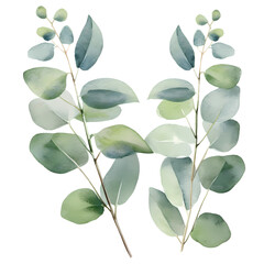 Poster - Eucalyptus leaves watercolor hand-drawn white background