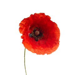 Wall Mural - Bright red poppy flower isolated on white background