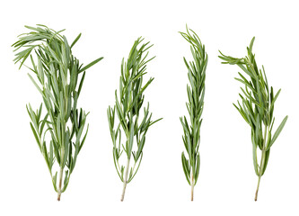 Green Rosemary isolated on white background With clipping path. Full depth of field. Focus stacking. PNG