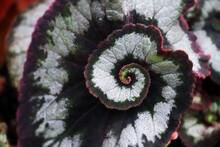 Close Up Look On Begonia Rex Escargot.