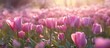 Pink white tulips field with sun light and lens flare with purple and red tulips background