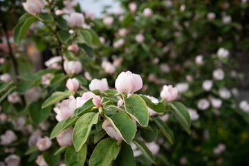 Wall Mural - beautiful flowering quince pear in spring