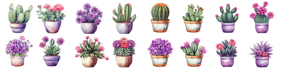 Wall Mural - Watercolor set of purple cactus flowers clip art illustration transparent background, PNG 
