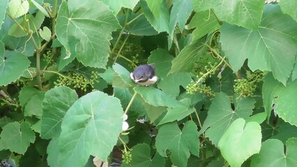 Wall Mural - Young Swallow in a vine plant