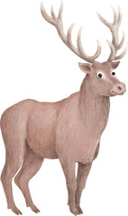 Poster - Red deer illustration isolated on white