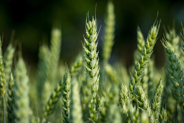 Sticker - green wheat field