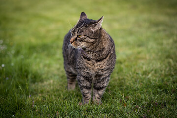 Tabby cat with funny facial expression stands on a meadow and looks to the left. Portrait of a European shorthair cat with ears turned back outdoors