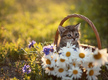 Photo Of A Small Kitten In A Basket With Daisies And Cornflowers.
