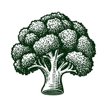 Broccoli Vintage Sketch