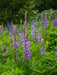 Lupinus, lupin, lupine field with pink, purple and blue flowers. Bunch of lupines summer flower background. 
