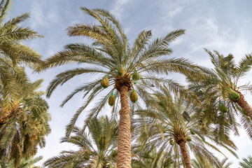 Wall Mural - Unripe dates on a tall palm tree in Al Ain Oasis