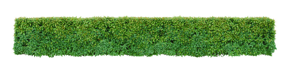 green leafed bushes or shrubbery bush tree trimming square shape. fences and decorating the garden. 