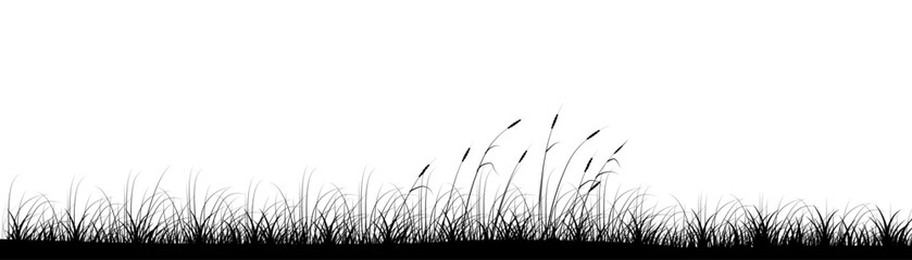 Poster - Reeds in meadow grass panoramic background design. Wild nature. Vector illustration with empty copy space for text. Editable shape for poster decoration. Creative and customizable panorama image