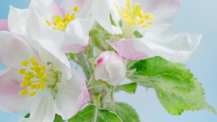 Wall Mural - 4K Time Lapse of blooming Apple flowers on blue sky background. Spring timelapse of opening beautiful flowers on branches Apple tree.