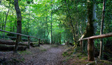 Fototapeta Dziecięca - A path through woodland on Keston Common near Keston Ponds in Kent, UK.