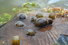 Amphibians, Namely Golden Snails That Are In A Rock And Lay Eggs