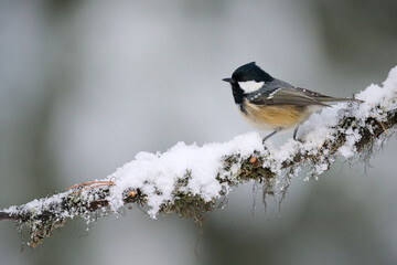 Wall Mural - Coal tit (Periparus ater)  in winter