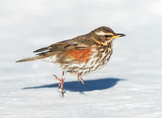Wall Mural - redwing, turdus iliacus