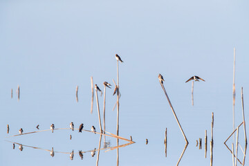 Wall Mural - sand martin, riparia riparia, flock resting in spain.