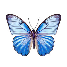 Pea-blue Butterfly -  Lampides Boeticus. Transparent PNG. Generative AI