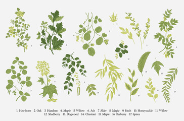 Wall Mural - Green Leaves. Set. Vector vintage illustration.