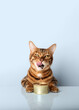 Licking cat with a can of canned food on a colored background.
