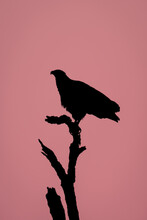 African Fish Eagle Silhouetted On Dead Tree