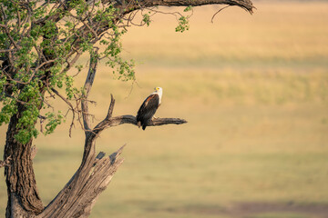 African fish eagle on branch turning head