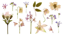 Set / Collection Of Romantic Pressed Wildflowers In Soft Pastel Colors Isolated Over A Transparent Background, Bellflowers, Columbines, Wild Roses, Meadow Foam Flower, Floral Design Elements