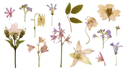 set / collection of romantic pressed wildflowers in soft pastel colors isolated over a transparent background, bellflowers, columbines, wild roses, meadow foam flower, floral design elements