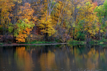 Wall Mural - Foliage