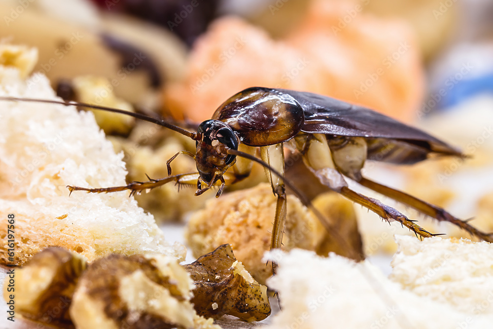 Periplanet cockroach, known as red cockroaches, over litter, insect ...