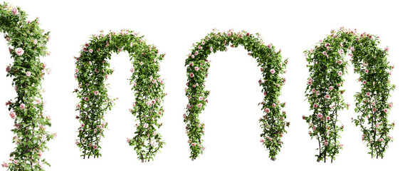 Fototapete - Gate made of climbing roses isolated on transparent background. 3D render.