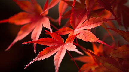 Wall Mural - Close up red Japanese maple leaves in autumn season in a tree dark background. Generative AI technology.